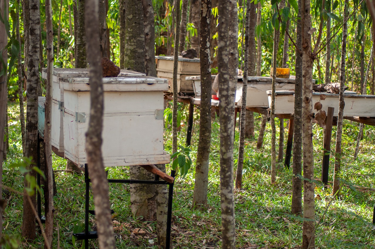 Amoribeefarmerapiary