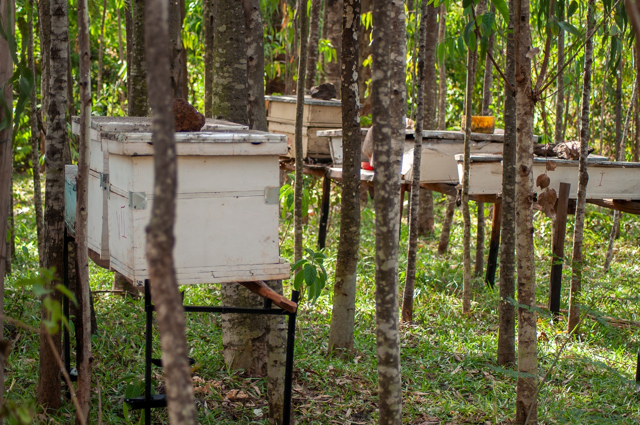 Bee farm