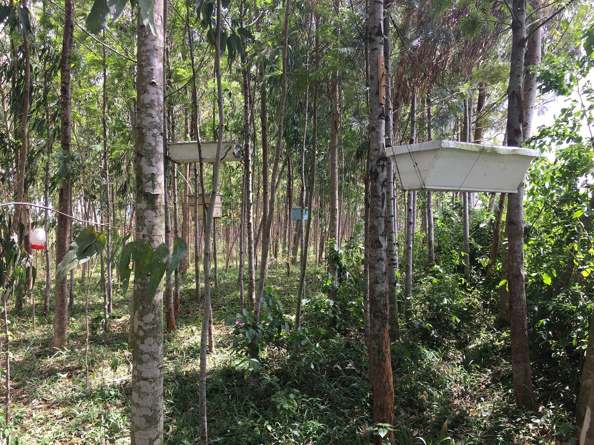 scattered hives in the forest