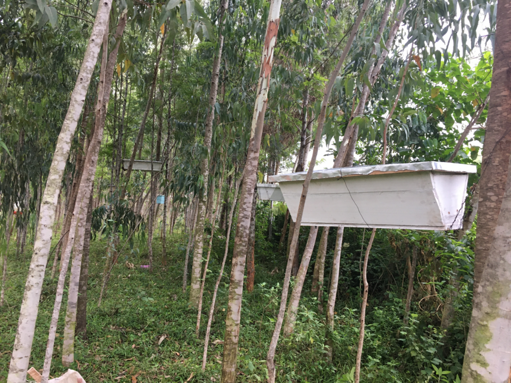 KTBH hives hanged high up on trees