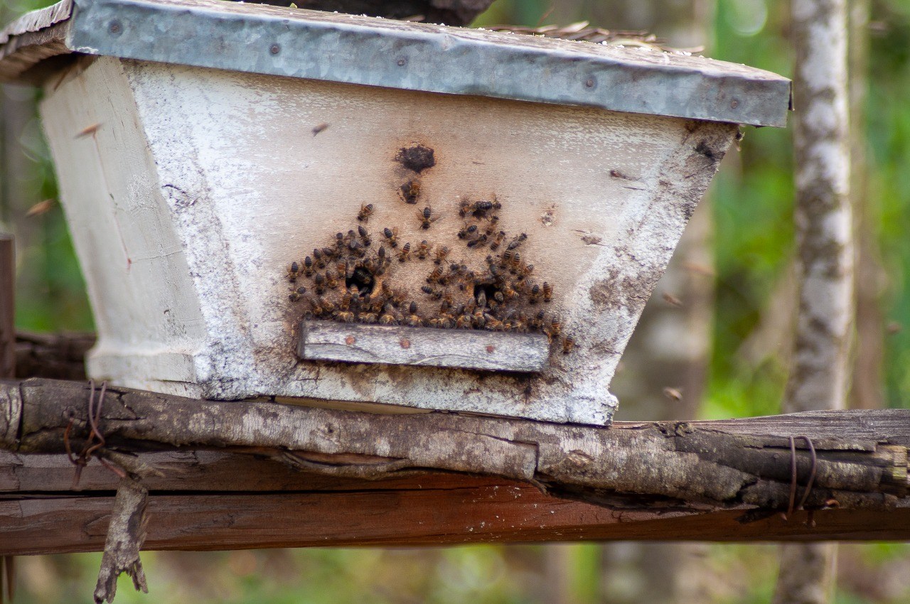 Lowered KTBH on a hive stand